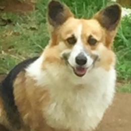 Pika - Pembroke Welsh Corgi