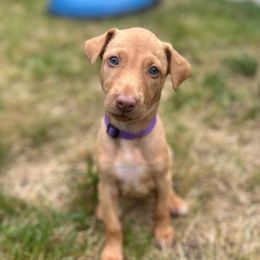 Peach's Litter - Chestnut female Pharaoh Hound puppy in Vancouver, Washington from Nefer-Temu Pharaoh Hounds