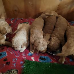 Goldendoodle Puppies from 3 Willows Goldendoodles