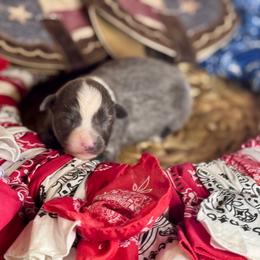 June - Black & white female Miniature Australian Shepherd puppy in California from Eagle River Aussies