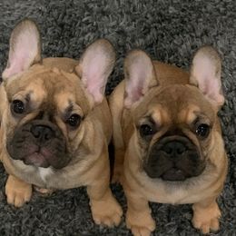 French Bulldogs from Cooper’s French Bulldogs