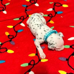 Boy 4 - White and black Dalmatian puppy in Elko, Nevada from Knotts Dalmatians