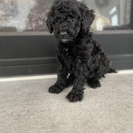 English Springer Spaniel, Poodle, and Springerdoodle Puppies from Little Mountain Springers, Springerdoodles & Poodles