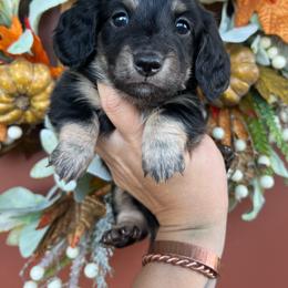 Black and cream boy - Black and cream male Dachshund puppy in Payette, Idaho from NT Mini Doxies