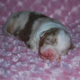 Sage - Red merle female Australian Shepherd puppy in Alma, Georgia from Epiphany Australian Shepherds