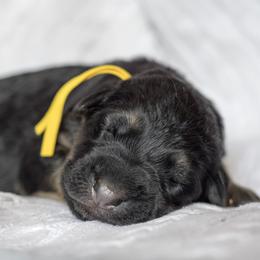 Yellow collar female - Black and red female German Shepherd puppy in Shipman, Virginia from Vom Haus Rabenstein