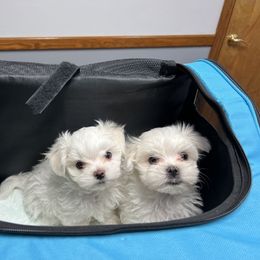 "Zero & Ghost " Maltese Puppies from Genice’s Small Wonders