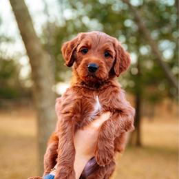Turkey - Red  male Goldendoodle puppy in Yukon, Oklahoma from Bows & Ties Doodles
