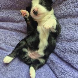 Ivy - Black tri-color female Australian Shepherd puppy in Harrodsburg, Kentucky from Triple M Aussies