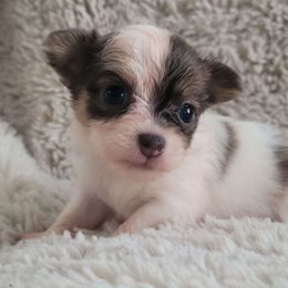 Buttercup - Blue and white female Chihuahua puppy in Titusville, Florida from ChibiChi