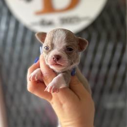Monte - Chocolate blue male Chihuahua puppy in Harrison, Michigan from Cloud9 Chihuahuas