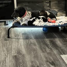 Poodles from Reeck’s Standard Poodles