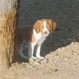Brittany Puppies from Buster Pointe Brittanys