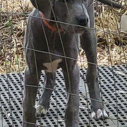 KOOPERSMITH - Blue female Great Dane puppy in Street, Maryland from Grant’s Gorgeous Greats