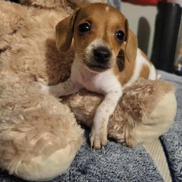 Dachshund Puppies from Chelsie Hamm