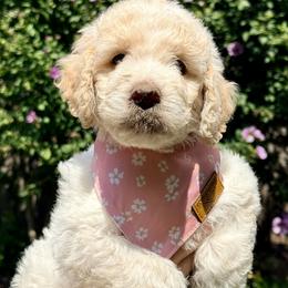 Vespa - Parti female Goldendoodle puppy in Dayton, Ohio from Perks Court Doodles