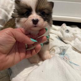 Bean - Sable male Pembroke Welsh Corgi puppy in Decatur, Texas from Bar S Corgis