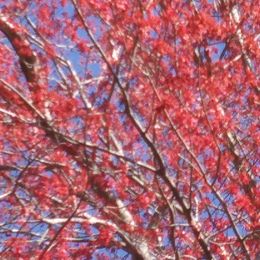 Labrador Retrievers from GLORY'S LABS OF LOVE