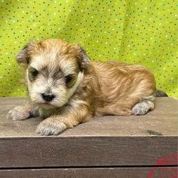 Girl 1 - Gold female Morkie puppy in Monticello, Iowa from Ashley’s Puppies