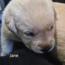 Jane, pink collar - Yellow female Labrador Retriever puppy in Greenwich, Ohio from Pure Gem Kennel