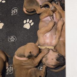Rhodesian Ridgeback Puppies from Chilolo