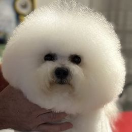 Levi - Bichon Frise