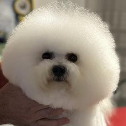 Levi - Bichon Frise