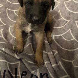 Girl 3 - Fawn female Belgian Malinois puppy in Alger, Michigan from Aspen’s Edge Kennel