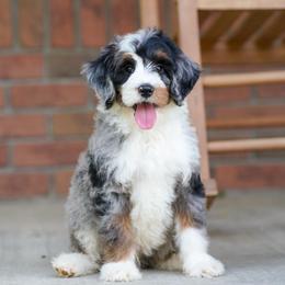 Ryder - Blue merle male Bernedoodle puppy in Dundee, Ohio from Down Home Doodle