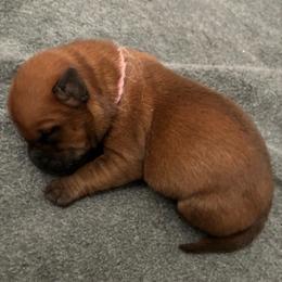 Wheaten Gems Coral - Wheaten female Soft Coated Wheaten Terrier puppy in Las Vegas, Nevada from Wheaten Gems
