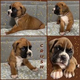 Crush - Fawn male Boxer puppy in Junction City, Oregon from Vincent's Pride Boxers ~ Dudley's Dream Boxers