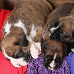 Golden Aussiedoodles from Hawk Creek Farm - Golden Aussiedoodles