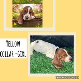 Basset Hound Puppies from Jen's Bassets