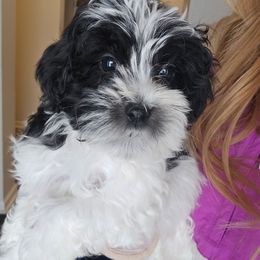 Noel - Black and white female Schnoodle puppy in Galena, Illinois from Perry's doodles