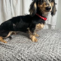 Sadie - Dachshund