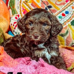 Keen - Chocolate male Australian Labradoodle puppy in Decatur, Alabama from Southern Meadows Doodles