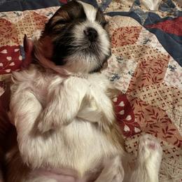 Shih Tzu Puppies from Kathy Diego's Shih Tzus