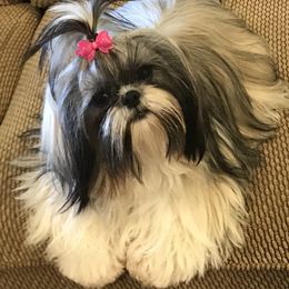 Belle - Shih Tzu