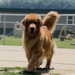 River - Golden Retriever
