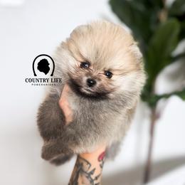 AKC Kringle - Cream sable male Pomeranian puppy in Idaho Falls, Idaho from Country Life Pomeranians