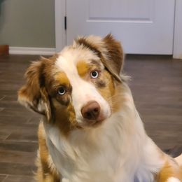 Charli - Miniature Australian Shepherd