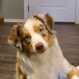 Charli - Miniature Australian Shepherd
