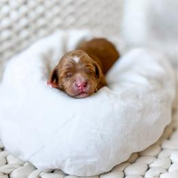 Stella - Red  female Goldendoodle puppy in Springville, Utah from Happy Doodle