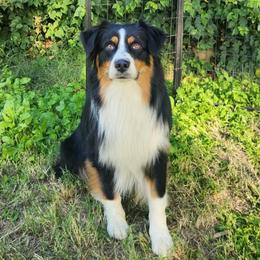 💙BAILEY🏆 - Australian Shepherd