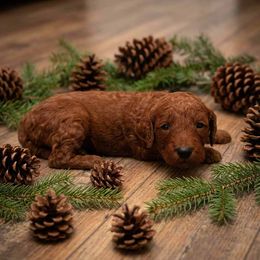 Girl 5 - Red  female Poodle puppy in Mc Henry, Illinois from Sunset Maple Poodles