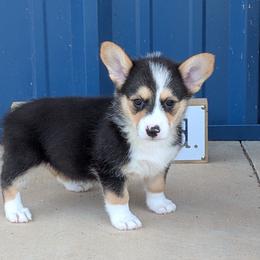 Phat Bottom Girl - Black and tan female American Corgi puppy in Lufkin, Texas from Texas Lil Cowdogs