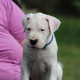 Dogo Argentino and Greyhound Puppies from Wayward Dogos and Hounds
