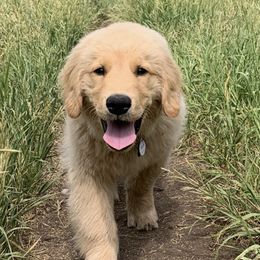 Golden Retriever Puppies from OPK GOLDENS