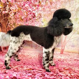Poodles from Tri Star Standard Poodles