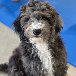 Mr Blue - Merle male Goldendoodle puppy in San Diego, California from Sensational Doodles
